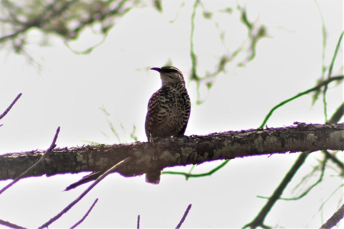 Boucard's Wren - ML104440671