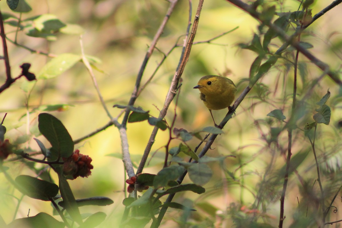 Wilson's Warbler - ML104440901