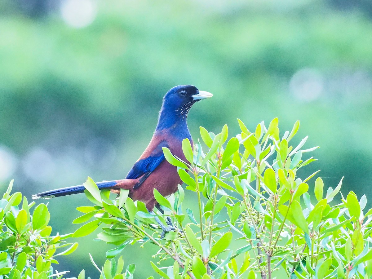 Lidth's Jay - ML104441011