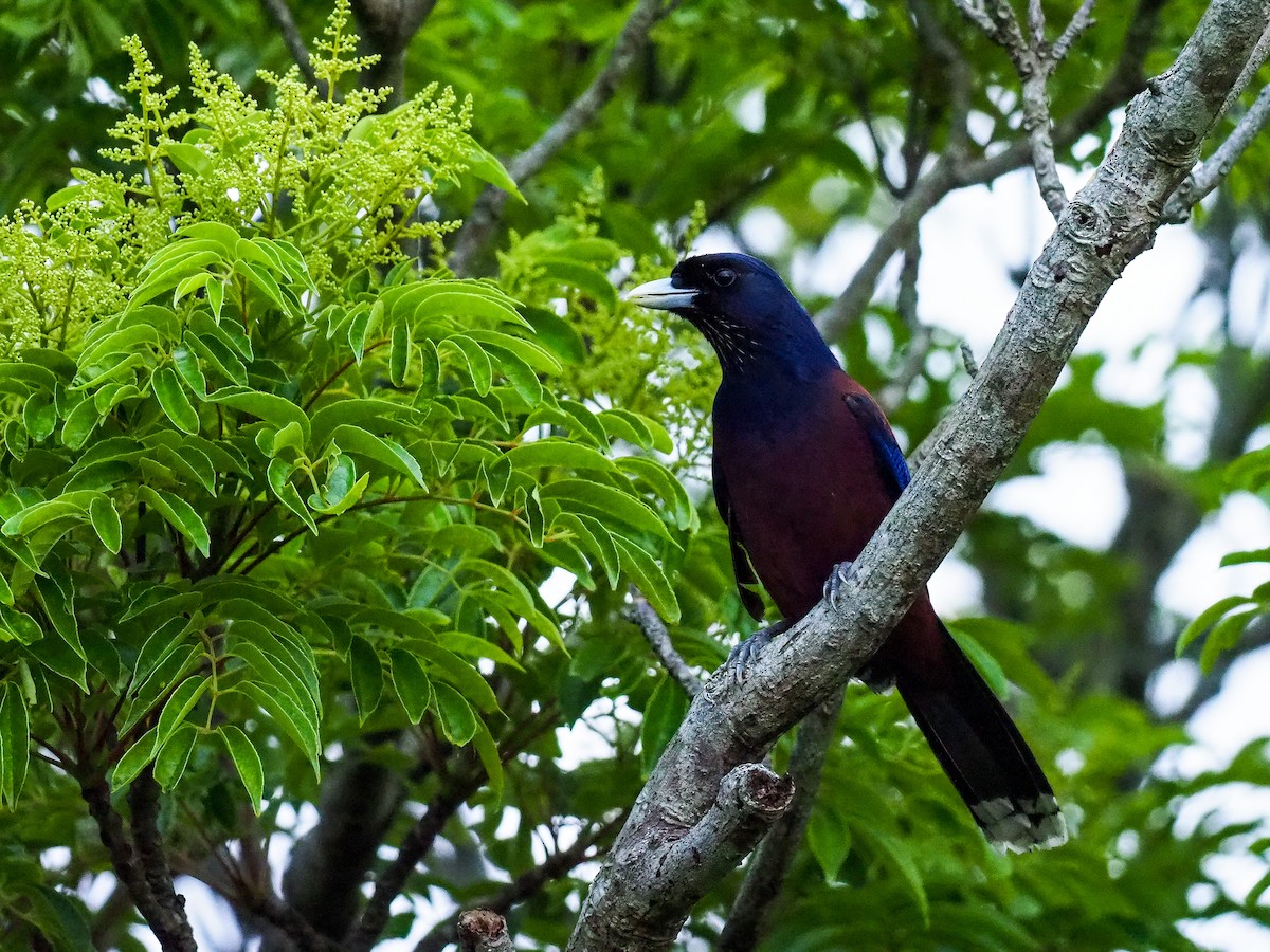 Lidth's Jay - ML104441061