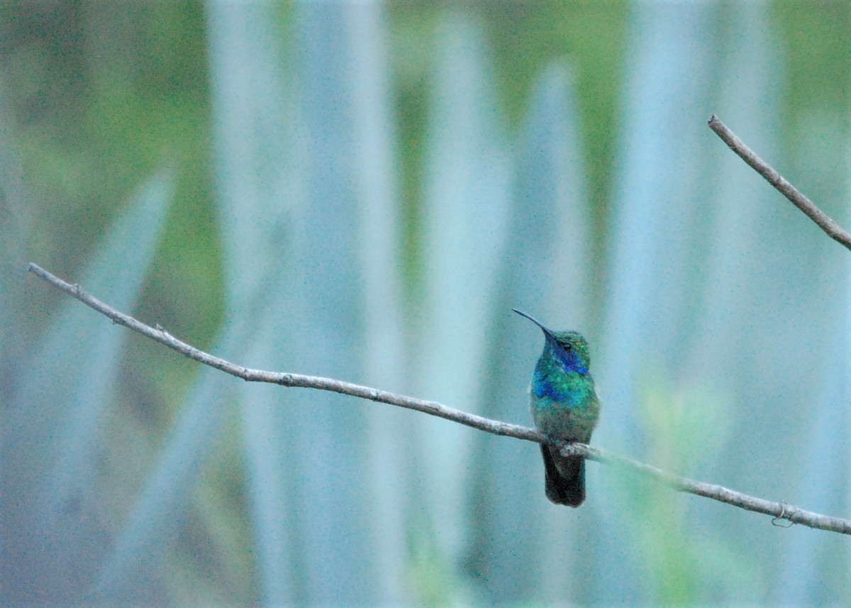 kolibřík zelený - ML104441401