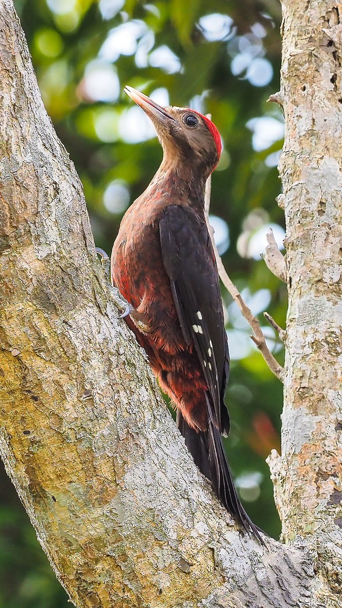 Okinawa Woodpecker - ML104442561