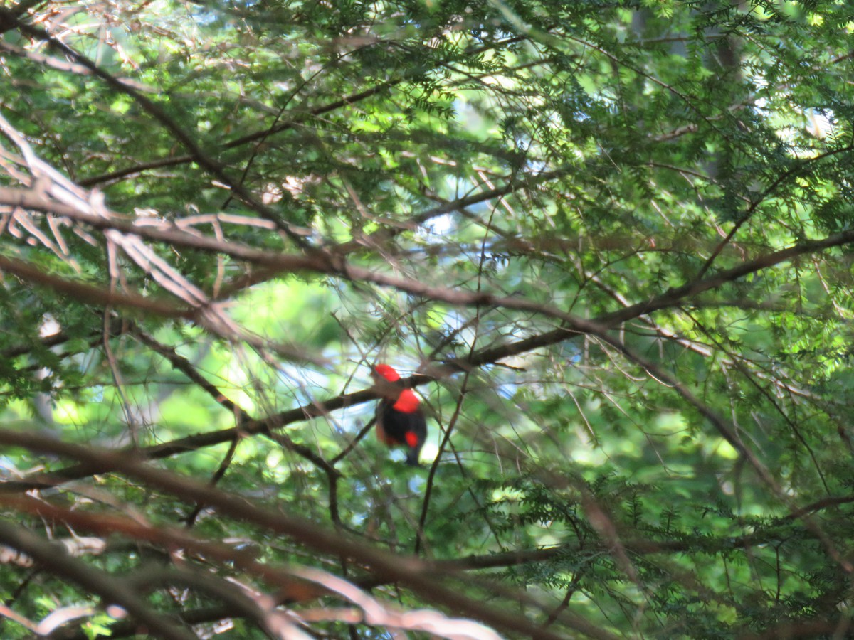 Scarlet Tanager - ML104443321