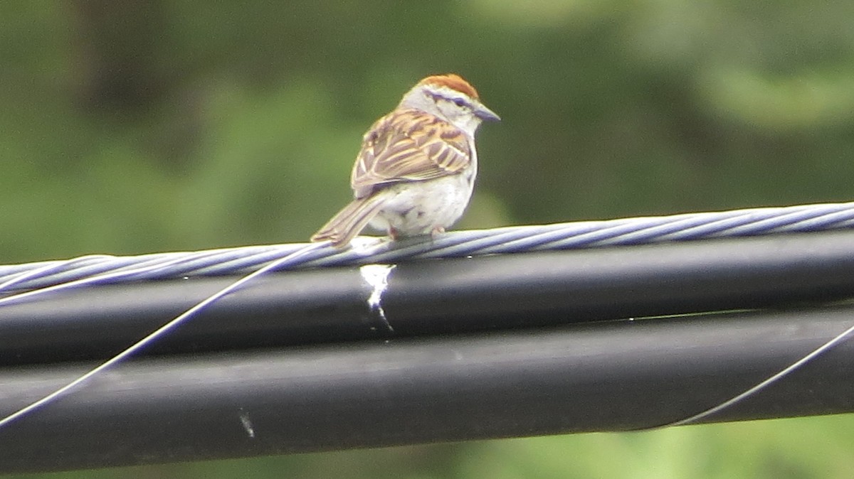 Chipping Sparrow - Richard Gregg