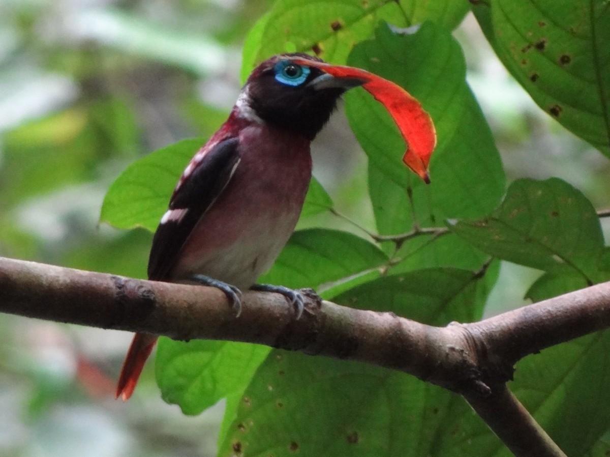 Visayan Broadbill - ML104445951