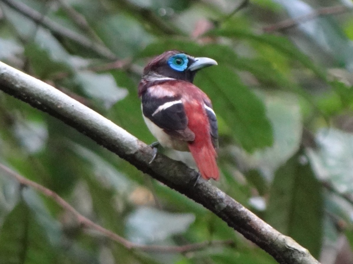 Visayan Broadbill - ML104446041