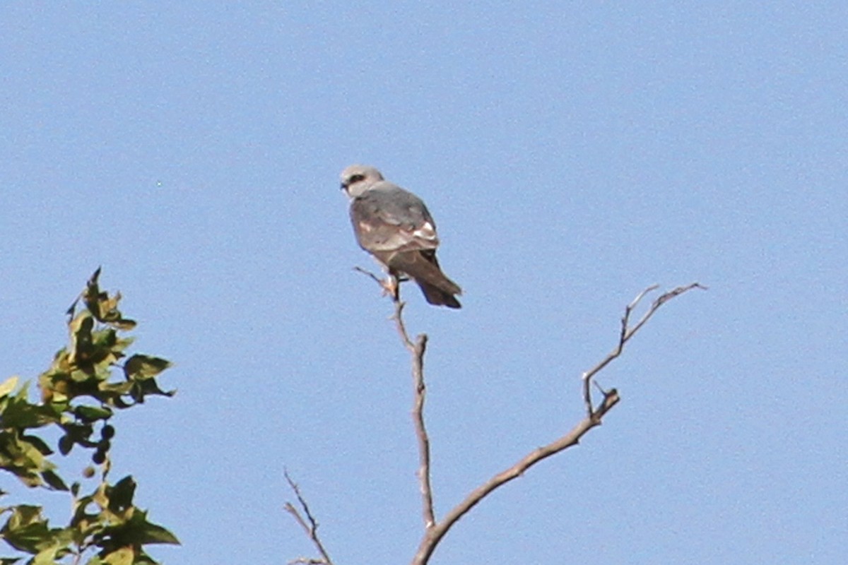 Mississippi Kite - ML104448071