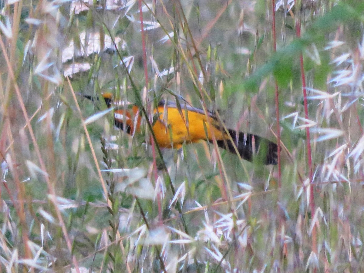 Hooded Oriole - Kent Forward