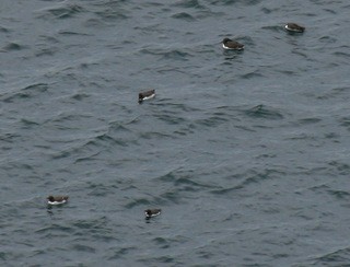 Common Murre - ML104449201