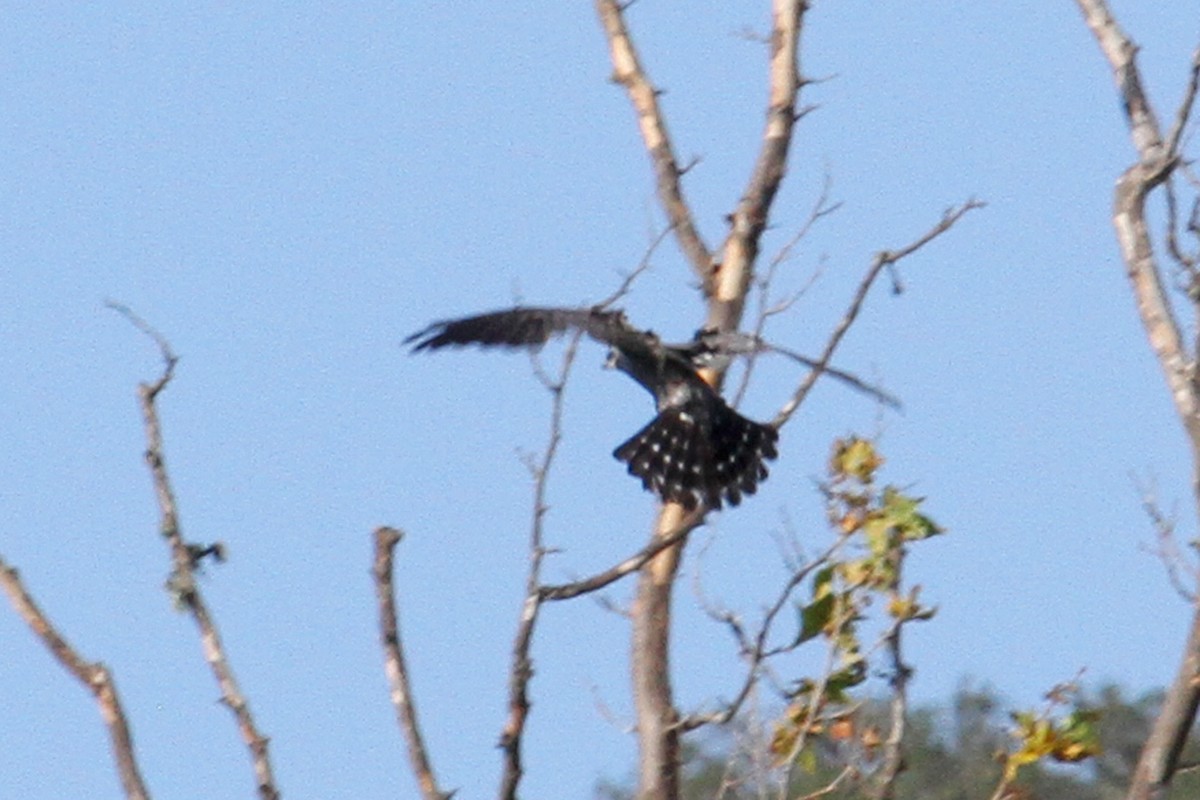 Mississippi Kite - ML104449341