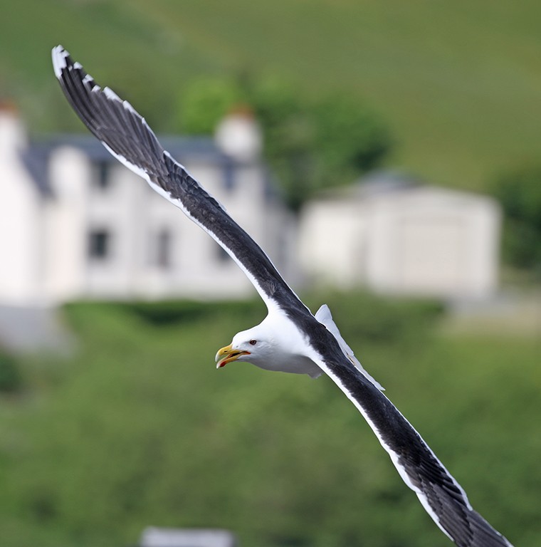 Great Black-backed Gull - ML104449791