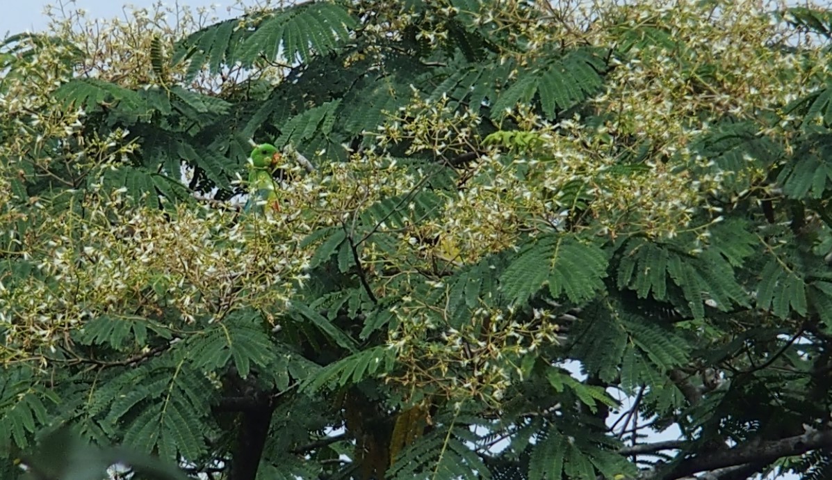 Olive-shouldered Parrot - ML104450401