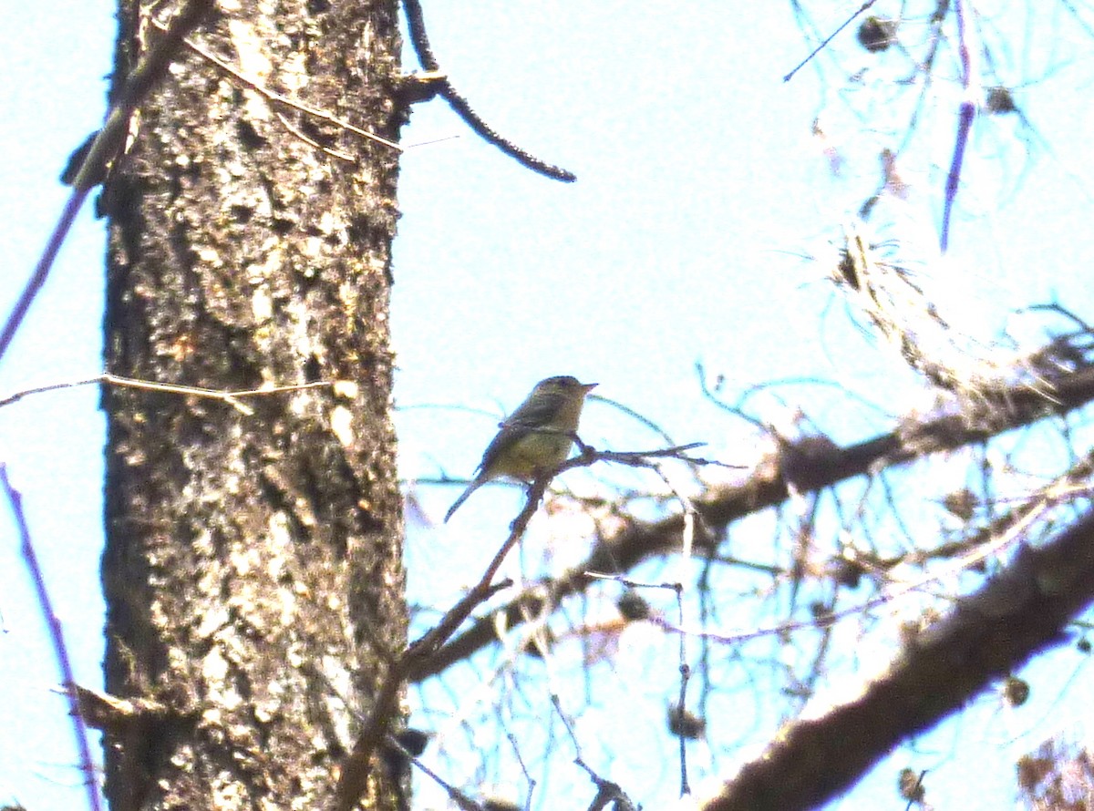 Buff-breasted Flycatcher - Aziza Cooper