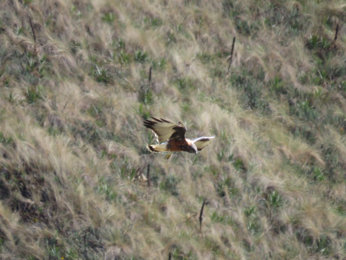 Variable Hawk - Miguel Alvan