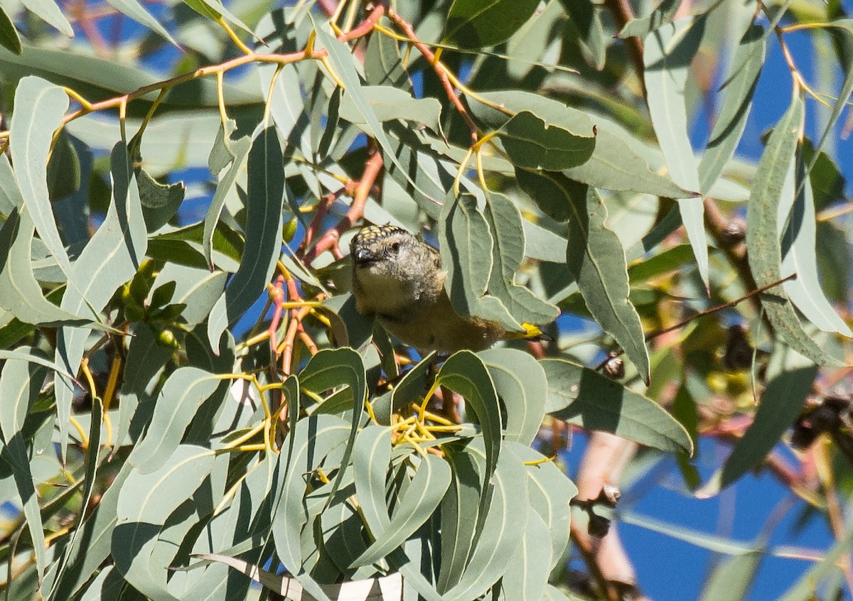 Spotted Pardalote - ML104454231