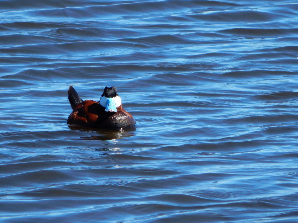 Ruddy Duck - ML104456091