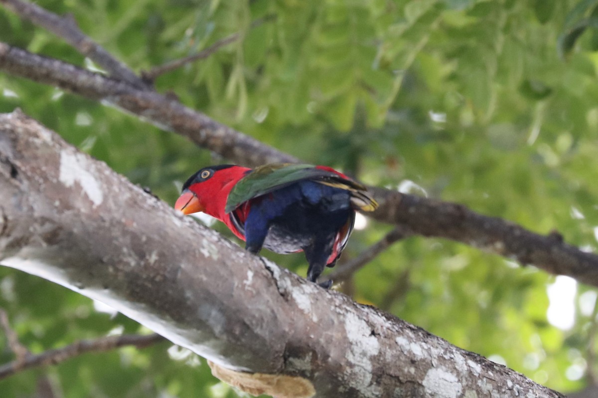 Black-capped Lory - John Bruin