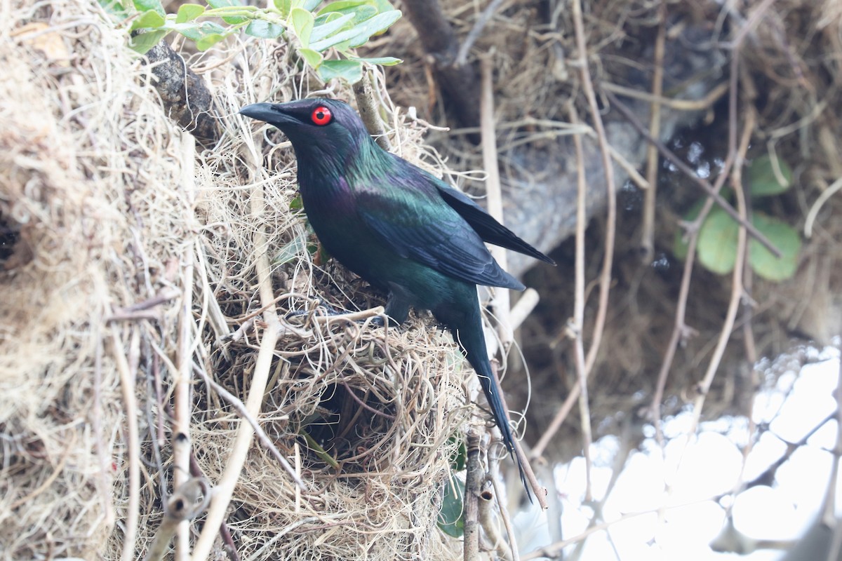 Metallic Starling - John Bruin