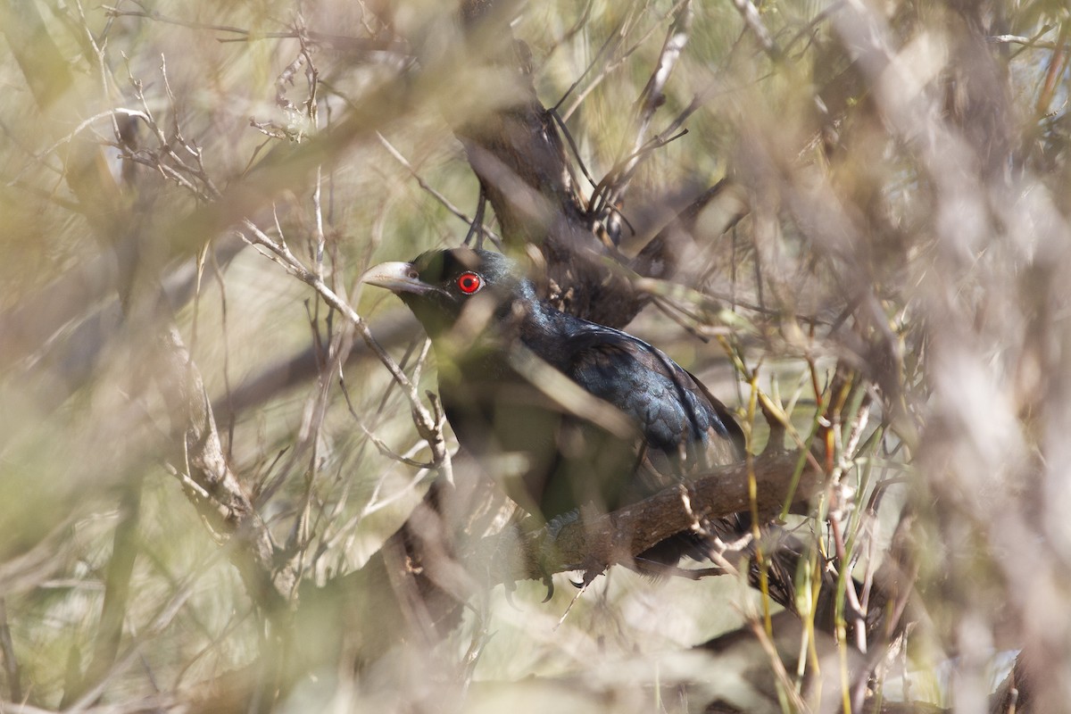 Asian Koel - Stewart  Ford