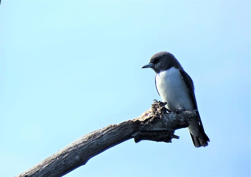 White-breasted Woodswallow - ML104457431