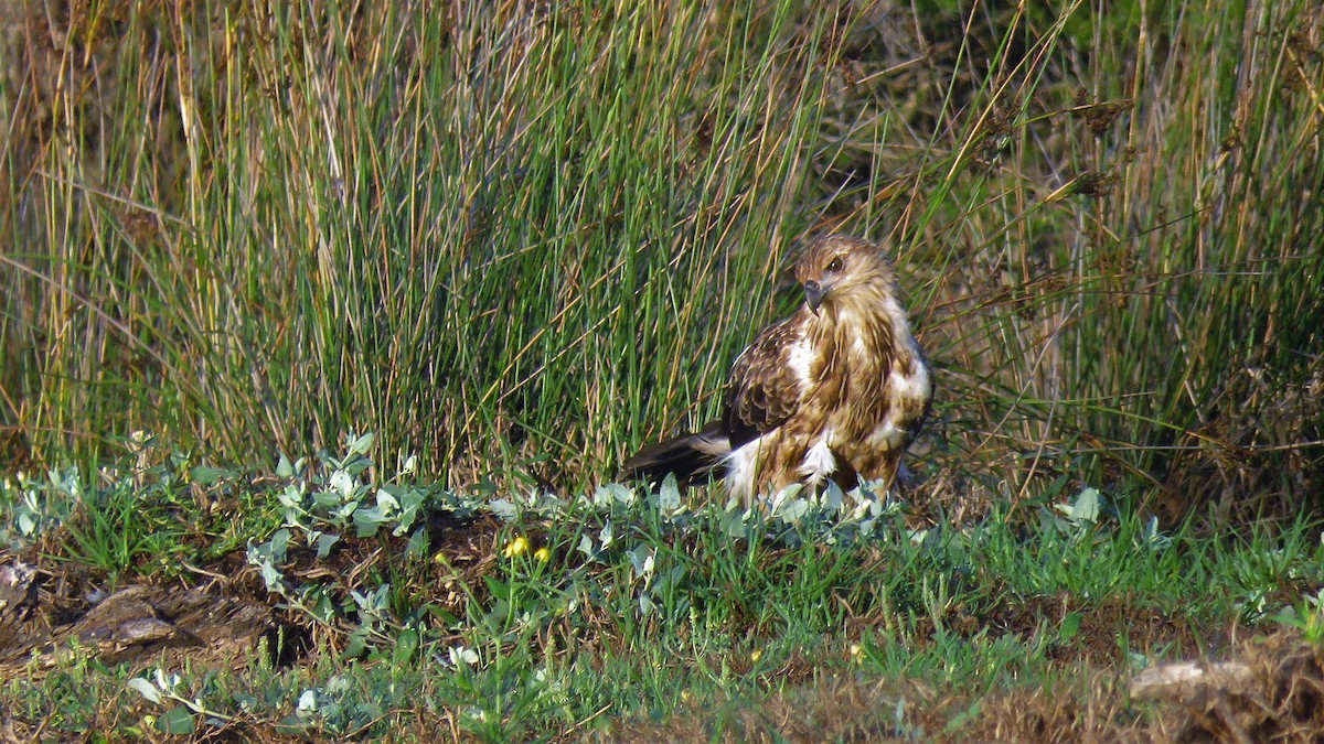 Whistling Kite - ML104457471