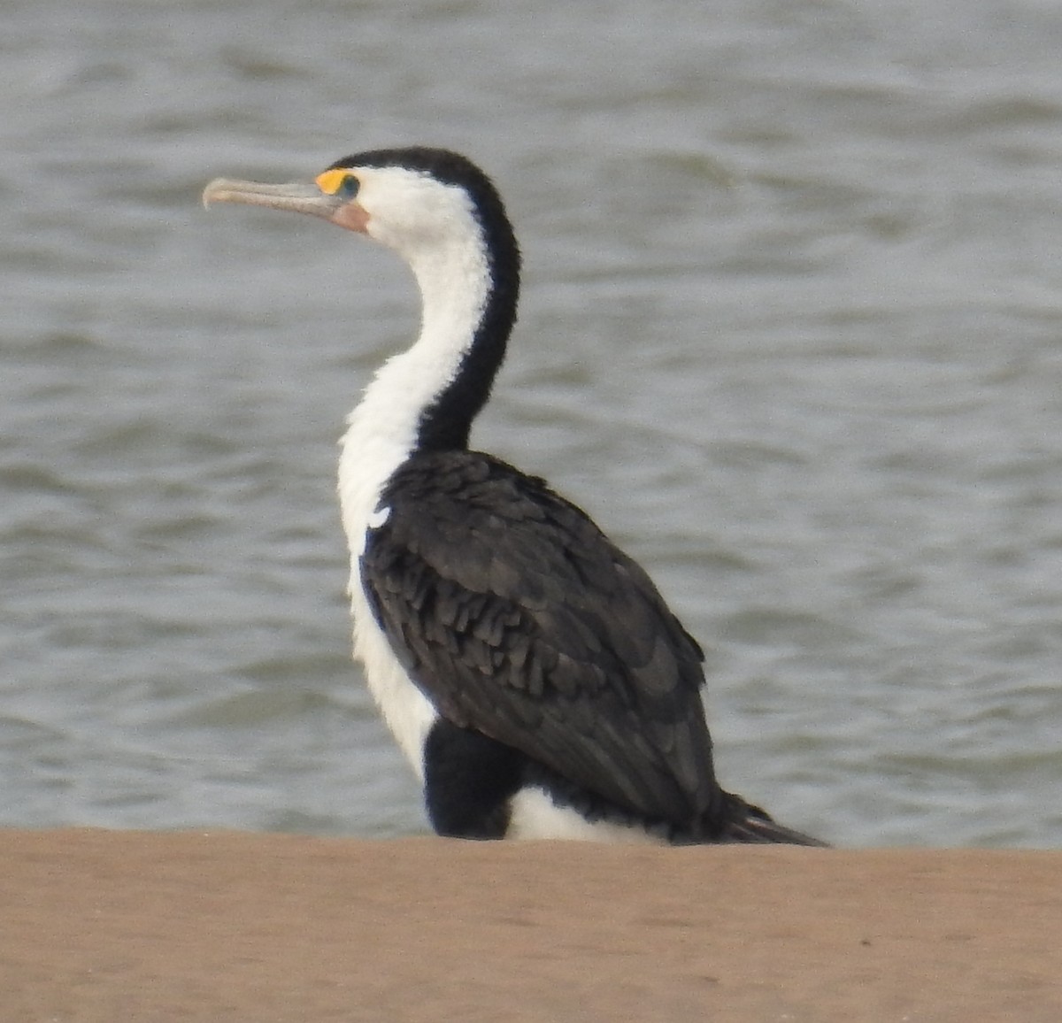 Pied Cormorant - ML104458361