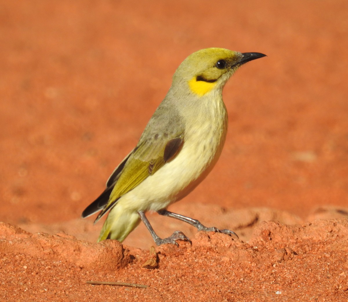 Gray-fronted Honeyeater - ML104459661