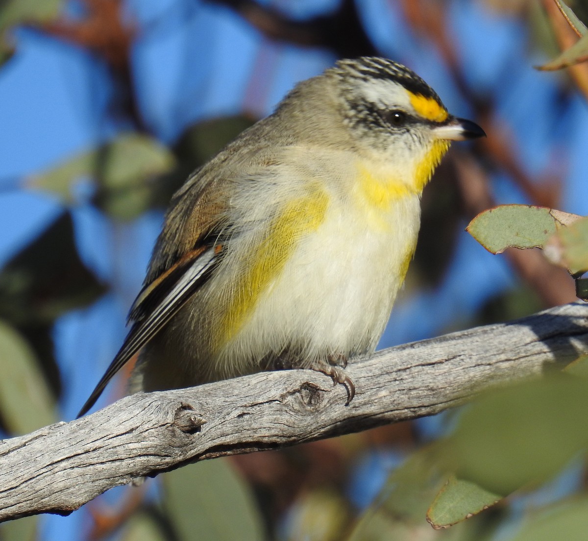 Striated Pardalote (Striated) - ML104459671