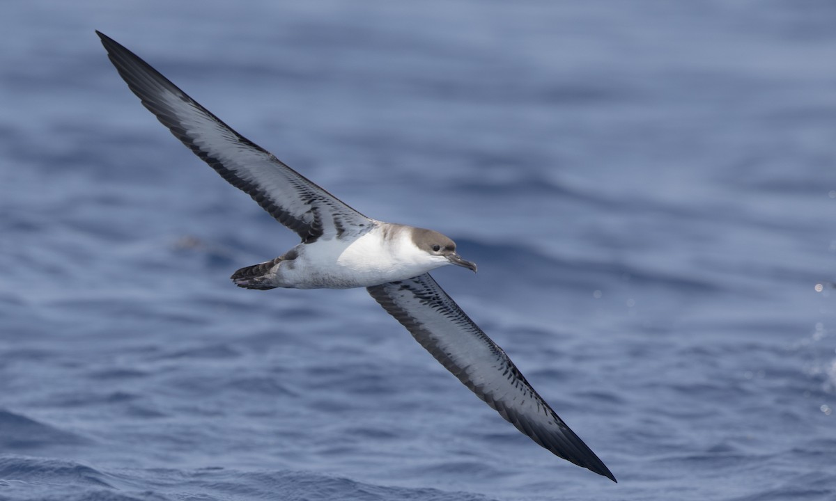 Great Shearwater - Steve Kelling