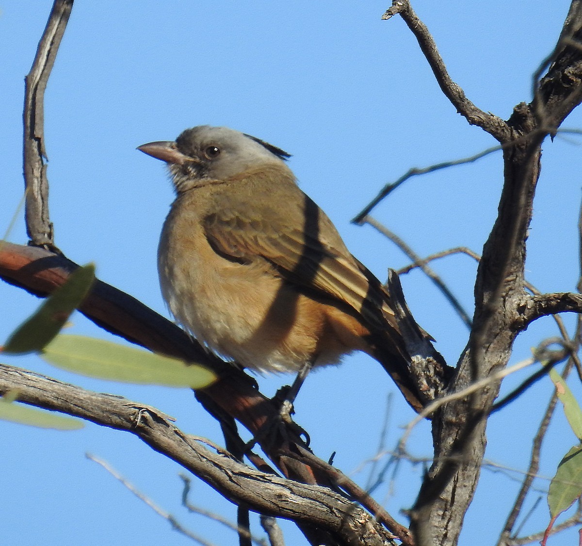 Crested Bellbird - ML104459871