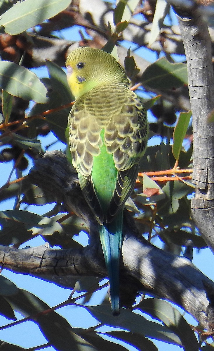 Budgerigar - ML104459891