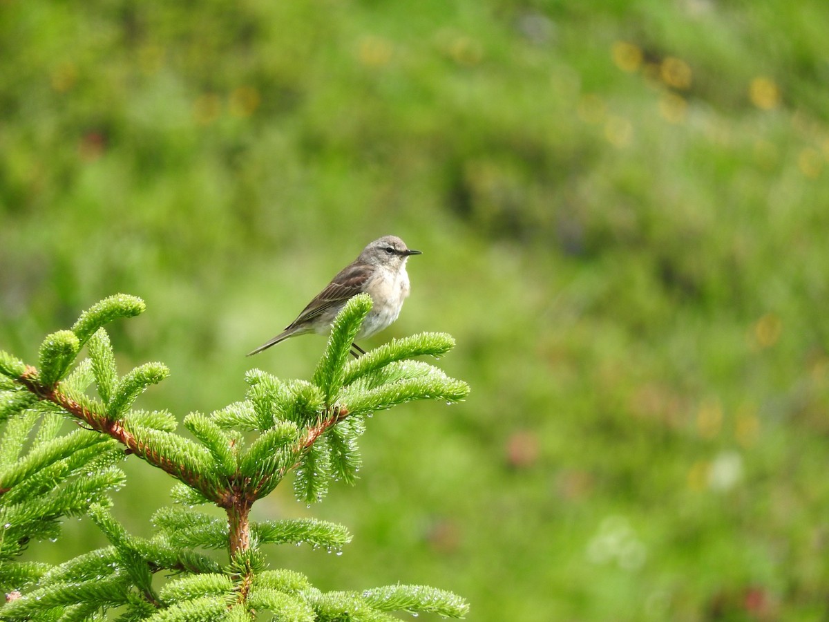 Water Pipit - ML104459981