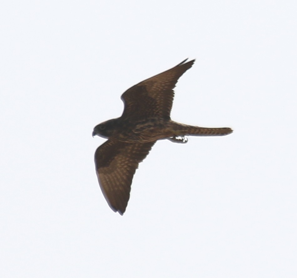 Eleonora's Falcon - Bassel Abi Jummaa