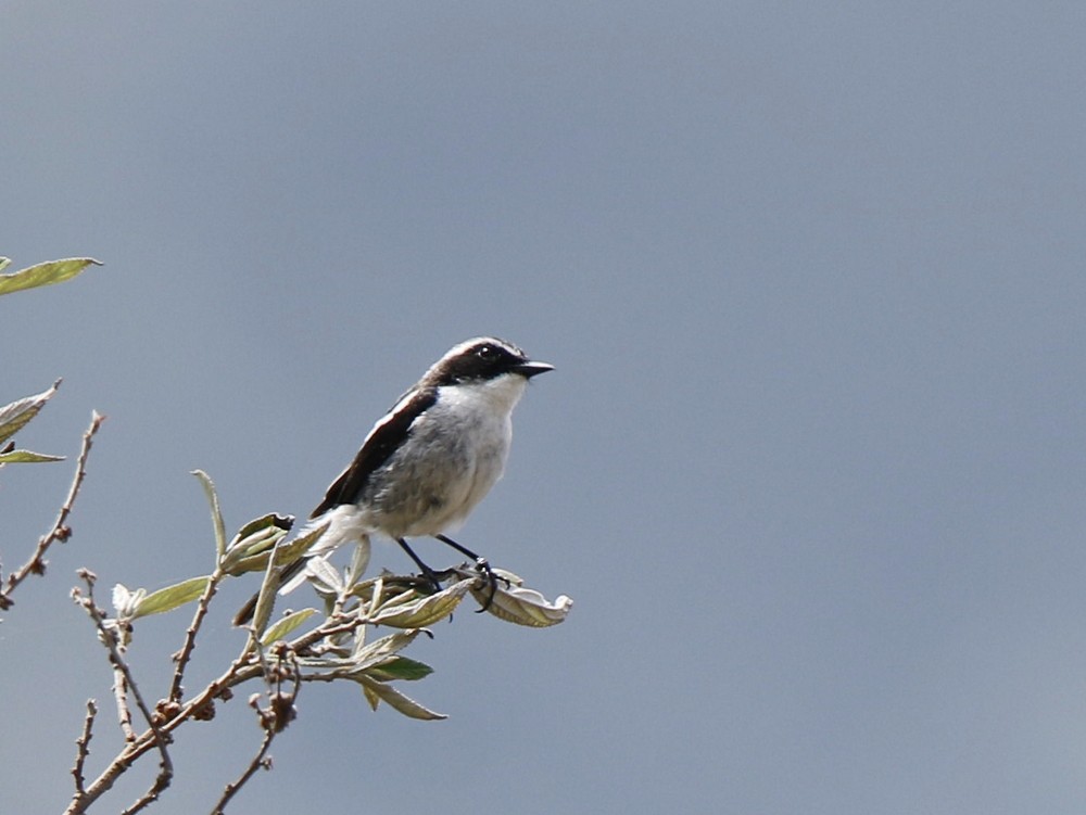 Gray Bushchat - ML104461151