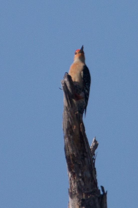 Red-bellied Woodpecker - Amanda Marsh