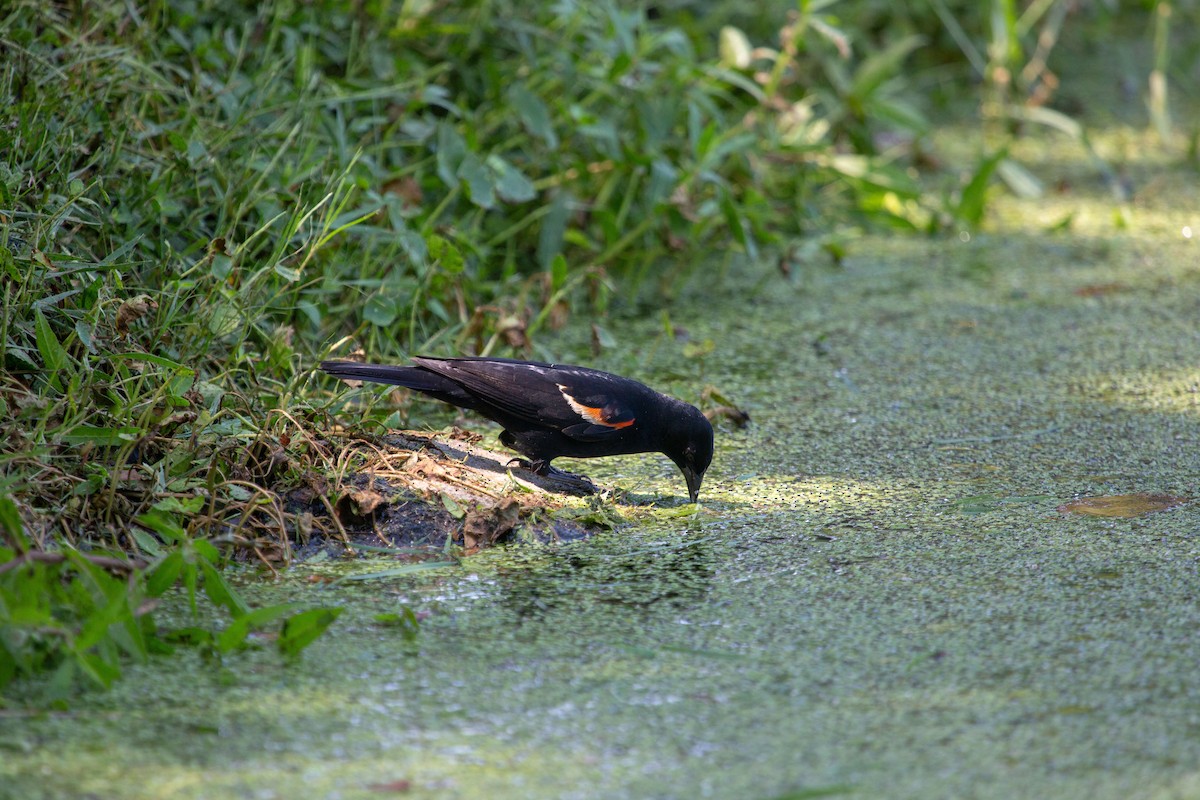 Red-winged Blackbird - Amanda Marsh