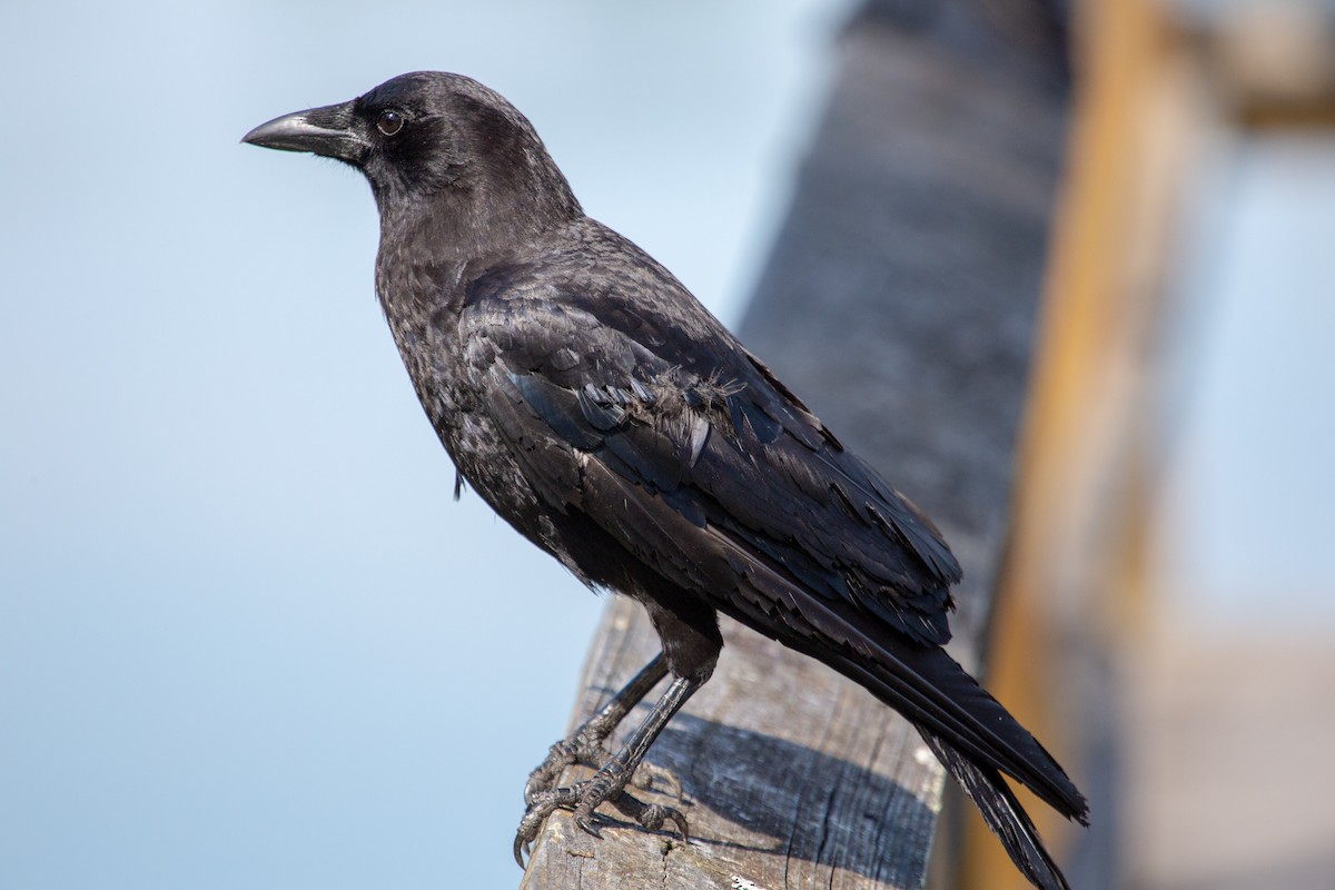 Fish Crow - Amanda Marsh