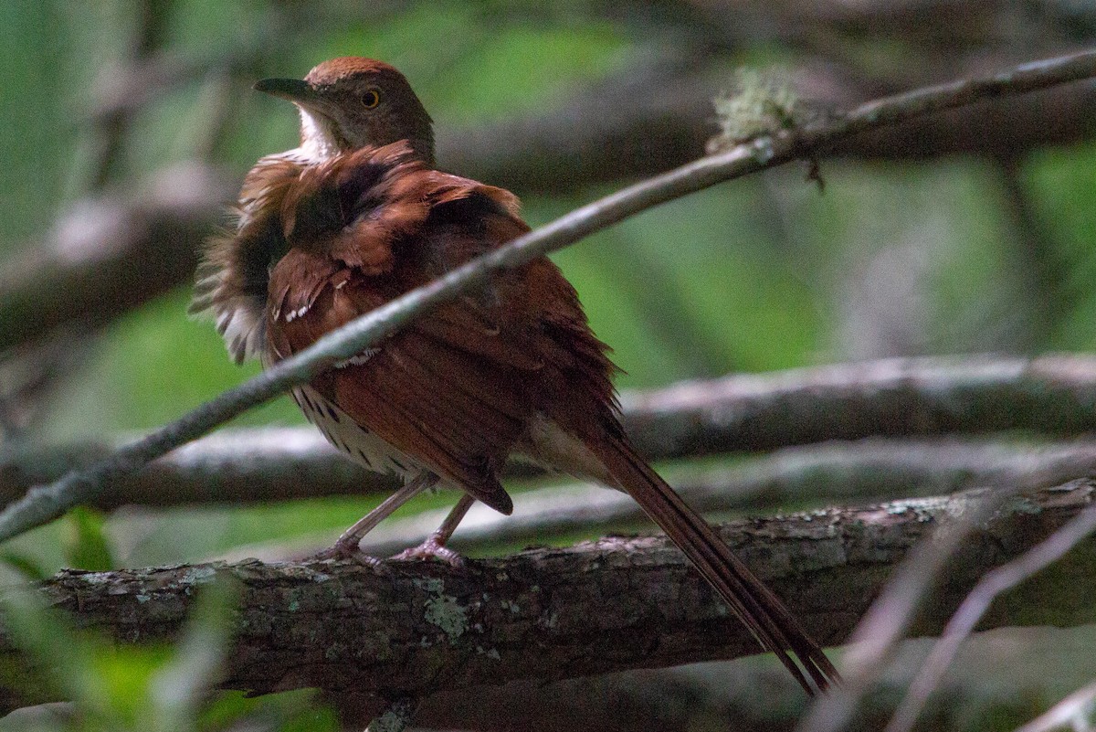 Brown Thrasher - ML104463931