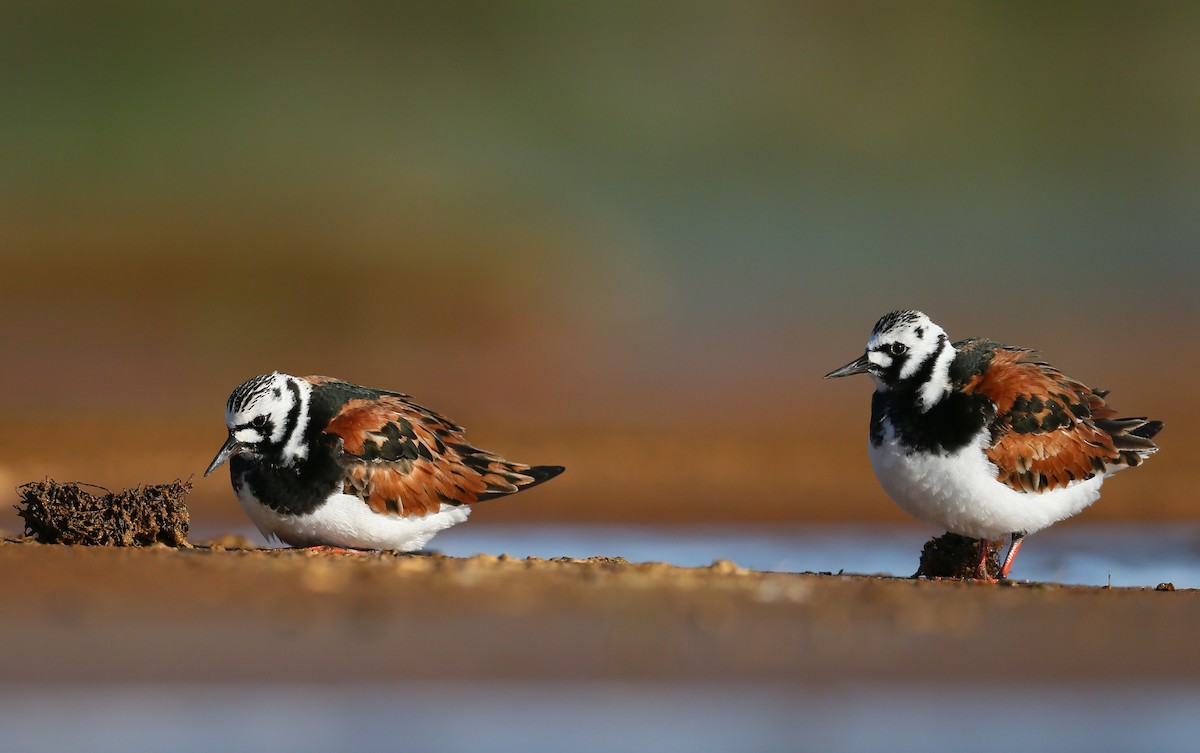 Ruddy Turnstone - ML104464221