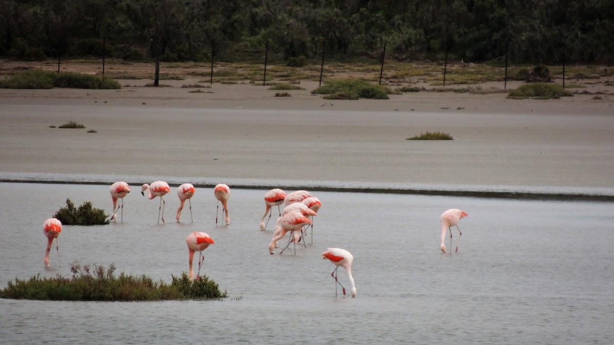 Chilean Flamingo - ML104465391