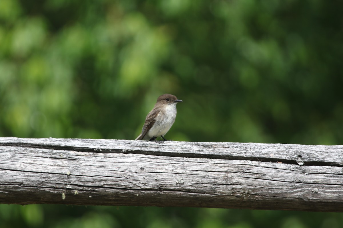 Alder/Willow Flycatcher (Traill's Flycatcher) - ML104468541