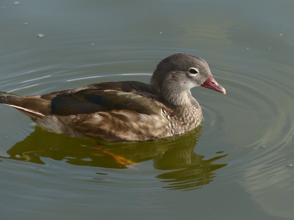 Mandarin Duck - ML104469351