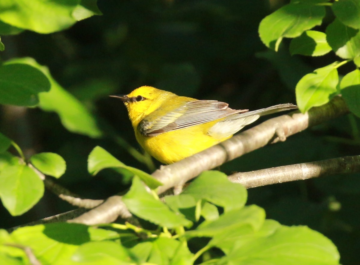 Blauflügel-Waldsänger - ML104469361