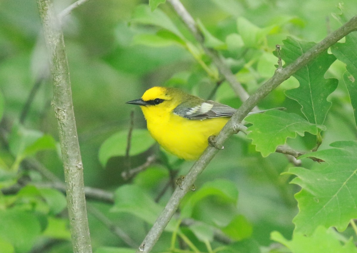 Blauflügel-Waldsänger - ML104469371