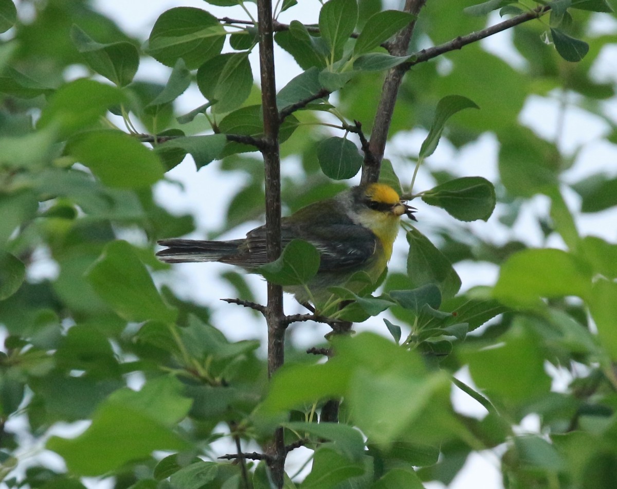 Goldflügel-/Blauflügel-Waldsänger - ML104469391