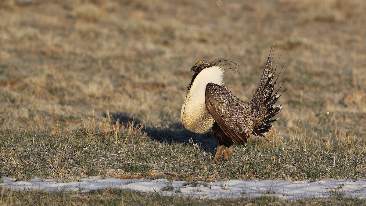 Greater Sage-Grouse - Eric Hynes