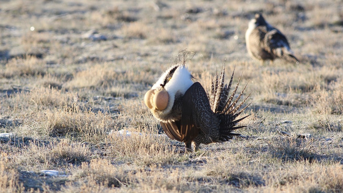 Greater Sage-Grouse - Eric Hynes