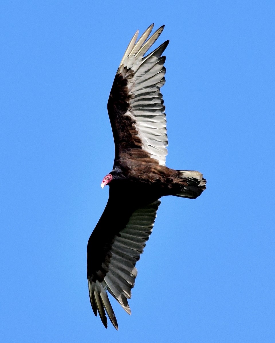 Turkey Vulture - ML104471061