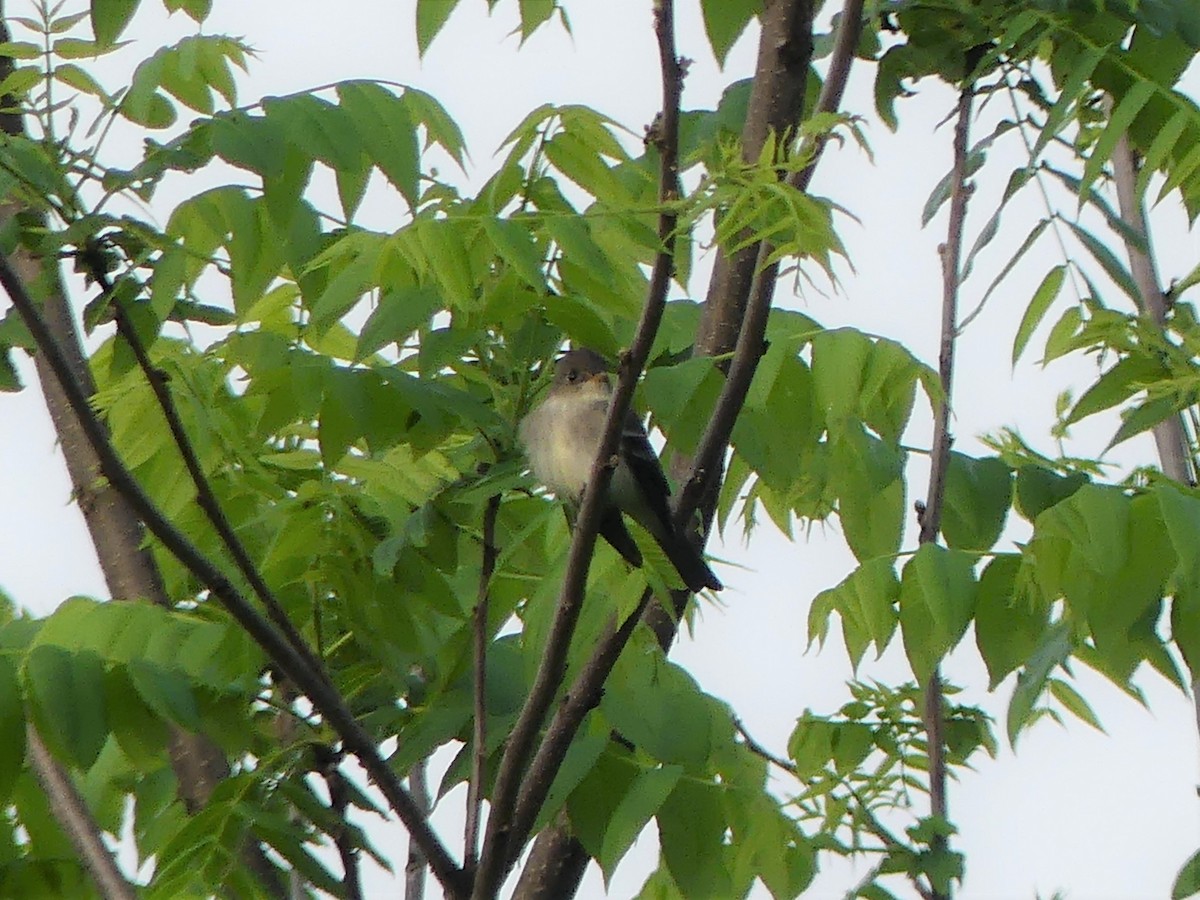 Eastern Wood-Pewee - ML104473381