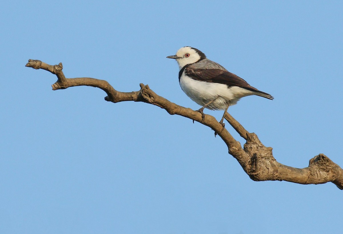 White-fronted Chat - ML104473671